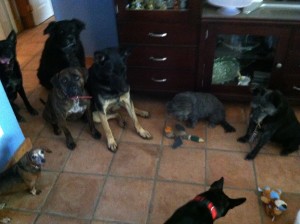 8 vaious breeds of dogs
