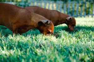 weenie dogs